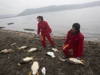 Dos voluntarios trabajan en la isla de Chilo&eacute; el pasado 8 de mayo.