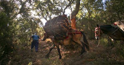 Recogida del corcho en el Parque Natural de los Alcornocales, Jimena de la Frontera, Cádiz