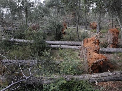 Arbres caiguts al bosc de Castellarnau, Sabadell.