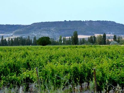 Bodegas Matarromera en Ribera del Duero.