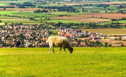 Una oveja en Cleeve Hill, cerca de Cheltenham, en los Cotswolds (Inglaterra).