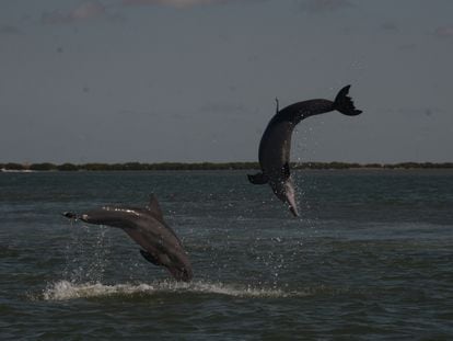 Delfines nariz de botella saltando antes de aparearse.