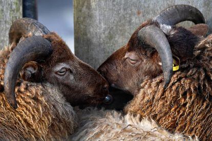 Detalle de las ovejas embarcadas en el New Advance de camino al mercado en Foula, Escocia.