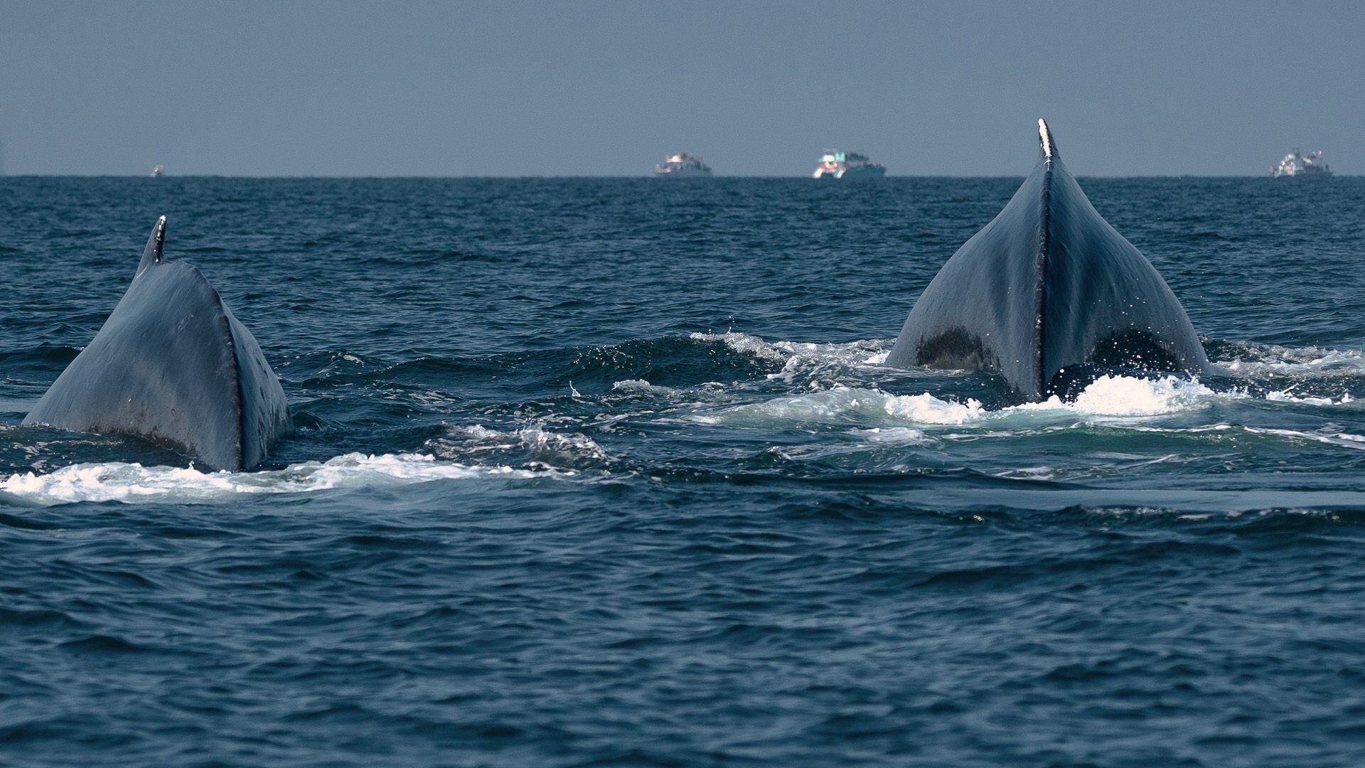 Una pareja de ballenas jorobadas nada en la Bahía de Banderas, donde el turismo ha desencadenado el aumento de colisiones entre ballenas y embarcaciones.