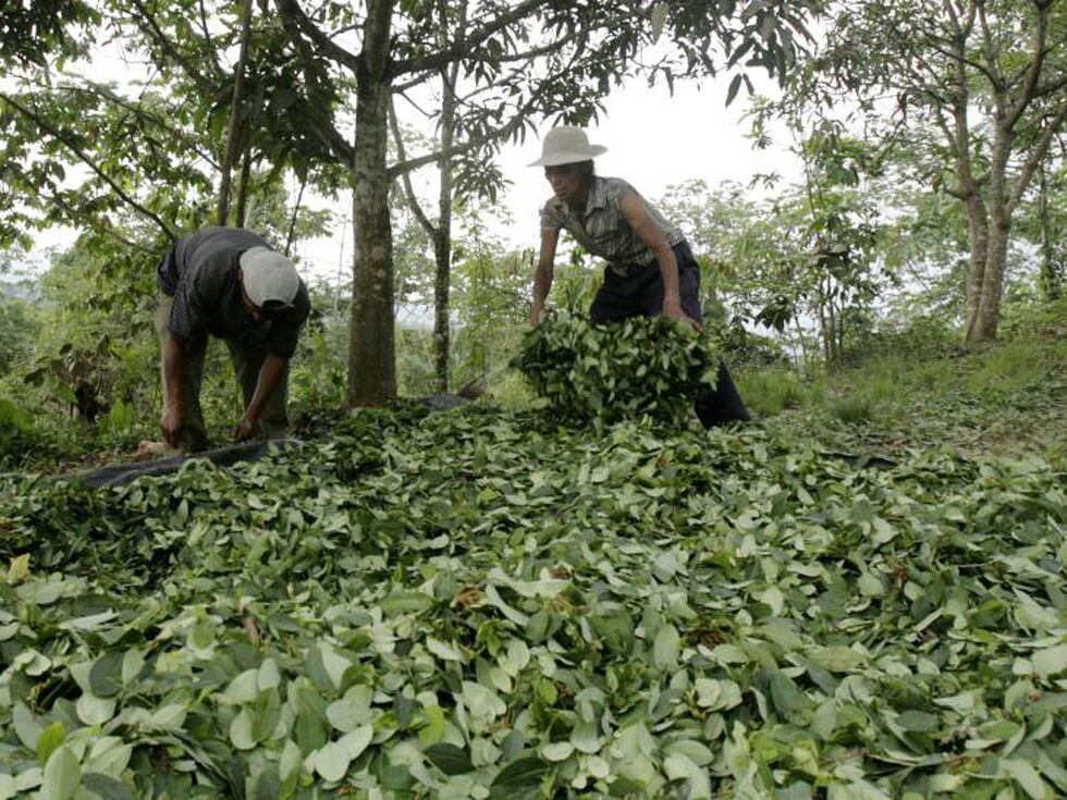 El cultivo de coca en Perú se desplaza a las fronteras con Brasil y Bolivia | America | EL PAÍS