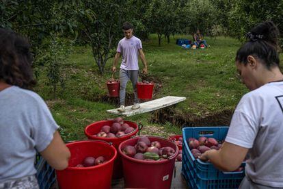 Jóvenes trabajando en un campo de cultivo de manzanas al norte de Grecia