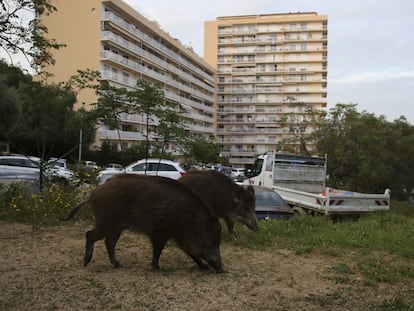 Jabalíes fotografiados en un barrio de Ajaccio, capital de Córcega (Francia).
