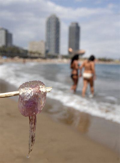 Una medusa sacada con un palo en la playa de la Barceloneta ( Barcelona)
