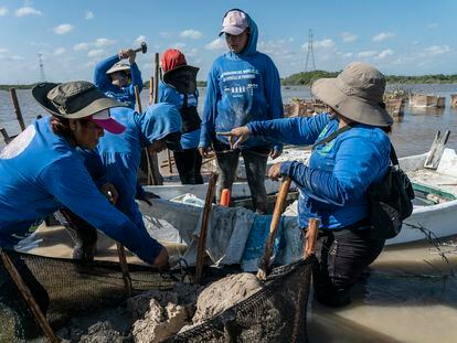 'Las chelemeras' trabajan en Progreso, Yucatán, el 8 de febrero de 2022.