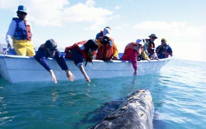 Ballena gris en la laguna de San Ignacio, Baja California (México)