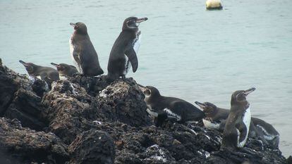 Una bandada de pingüinos de Galápagos  descansan sobre una roca de lava, vistos durante una expedición y muestreo de campo en octubre de 2021, en la Isla Isabela (Ecuador).