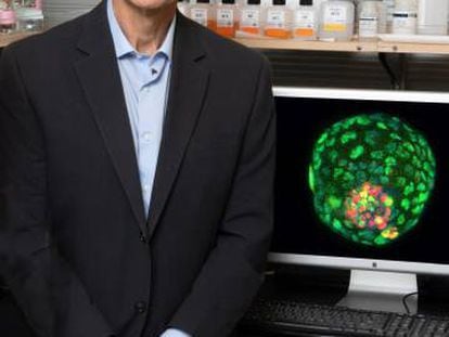 El investigador Juan Carlos Izpisúa posa con la foto de un embrión artificial.