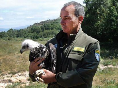 Una de las &aacute;guilas que solt&oacute; ayer la Xunta en el parque de O Xur&eacute;s, en Ourense.