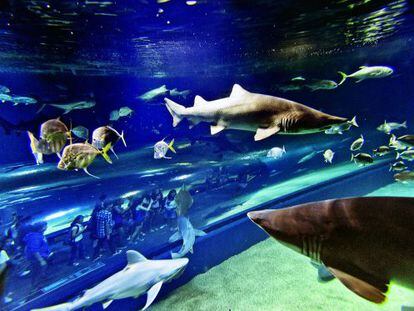 Tiburones y otros peces exóticos ante los visitantes del acuario.