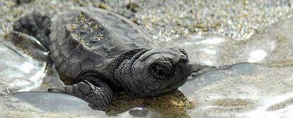 Una cría de tortuga boba recién nacida intenta alcanzar el agua