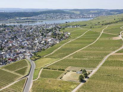 Los viñedos del Rheingau sobre Rüdesheim.