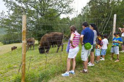 Reserva de bisontes europeos en libertad en Palencia.