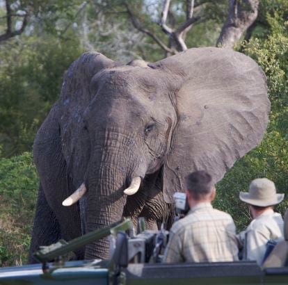Observación de un elefante durante un safari en la reserva natural Sabi Sabi (Sudáfrica).