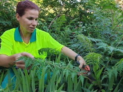 La jardinera Diana Mauri cuidando de las plantas.