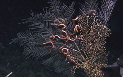 Anémonas y estrellas de mar en los brazos de corales en el Golfo de México.