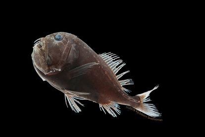 'Anoplogaster cornuta', un pez que habita entre los 500 y los 5.000 metros de profundidad.