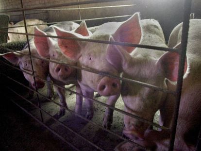 Cerdos estabulados en una explotación intensiva.