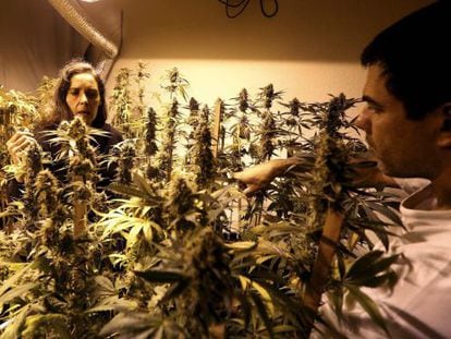 Dos personas supervisan plantas de marihuana en Montevideo
