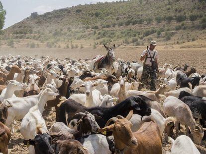 Dani Pudilic y su rebaño de 500 cabras a las afueras de Zorita de los Canes (Guadalajara)