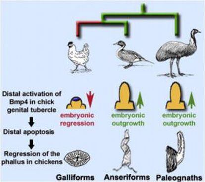 Ilustraci&oacute;n de la revista Current Biology sobre la evoluci&oacute;n del pene en las aves.