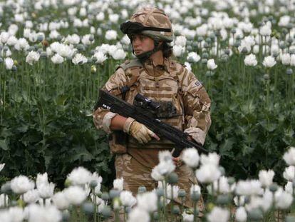 Una militar británica patrulla en un campo de amapolas opiáceas en la provincia de Helmand, en el sur de Afganistán.
