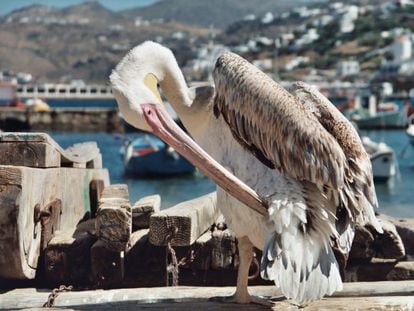 Un pelícano, ave característica de la cosmopolita Mikonos.