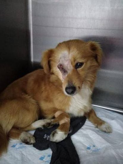 La perra 'Whisky' de Cualedro, atendida en la clínica veterinaria tras el disparo.