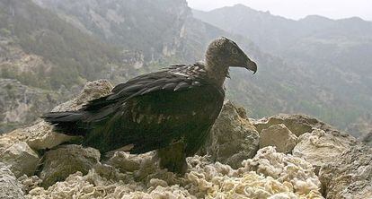 Un ejemplar de quebrantahuesos, en la Sierra de Cazorla.