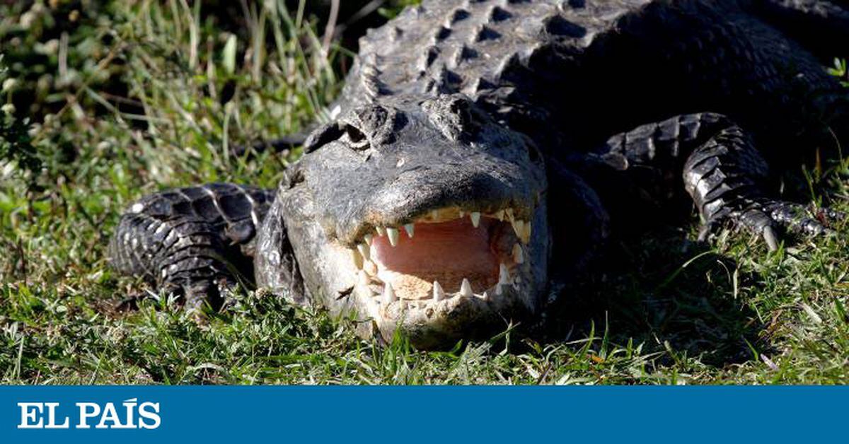 Un cocodrilo mata a una mujer que paseaba su perro junto a la laguna de un  hotel en EE UU | Mundo animal | EL PAÍS