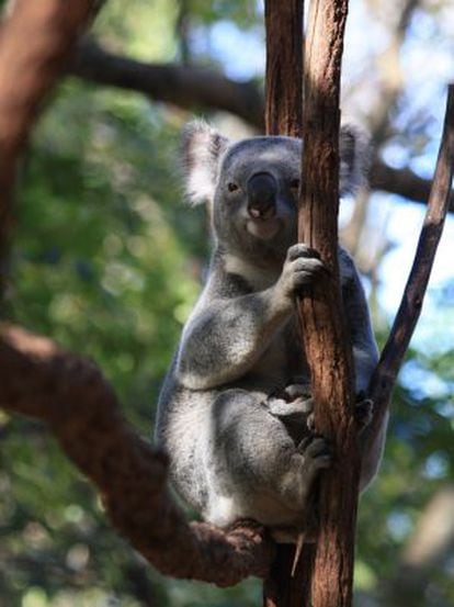 Uno de los especímenes de koala en peligro de extinción.