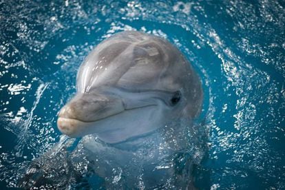 El zoo de Barcelona reformará las instalaciones de los delfines con la construcción de cuatro piscinas nuevas.