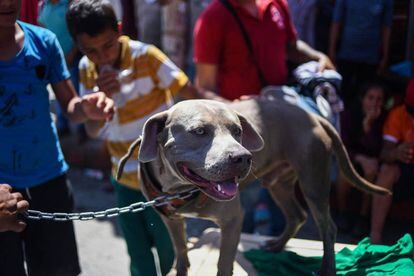 El perro 'Bolillo' durante una pausa en Huitxtla (Chiapas).