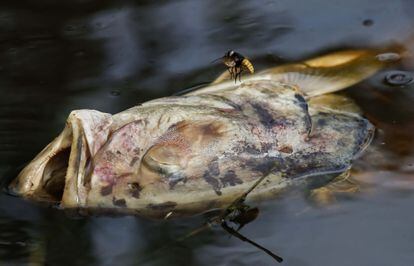 El informe de CINPE también revela que el agua de las áreas protegidas del país permitió obtener cerca de 237 millones de dólares en generación de electricidad (13,7 % del total de ingresos de las zonas protegidas). En la imagen, un insecto sobrevuela el cadáver de un pez en aguas estancadas.