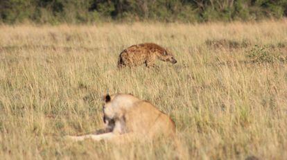 Las hienas infectadas por 'T. gondii' tienden a acercarse más a los leones, su gran enemigo.