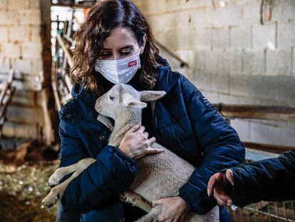 La presidenta de la Comunidad de Madrid, Isabel Díaz Ayuso, abraza a un cordero durante una visita a una granja en Colmenar Viejo.