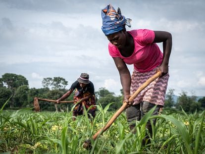 Una trabajadora quita las malas hierbas en las tierras del dueño de las tierras, Tino Zinyemba, en la localidad de Glendale, en  Zimbabue, en diciembre de 2022