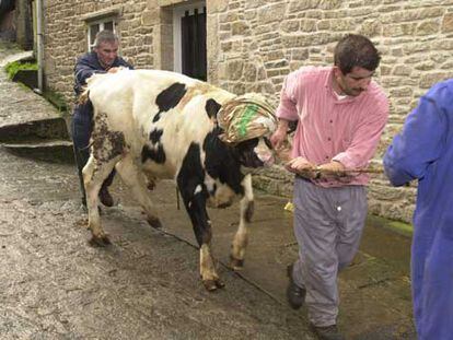 Un animal afectado del mal de las <i>vacas locas</i> durante la crisis de finales de 2000.