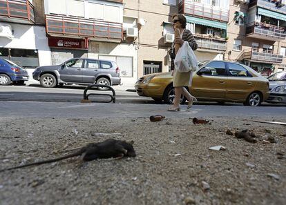 En la imagen, una rata muerta, cascos de botellas y defecaciones de perros en el barrio de Usera.