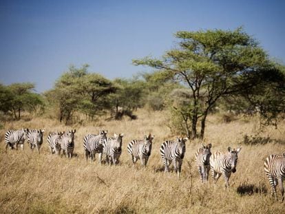 Cebras en el parque nacional del Serengueti (Tanzania).