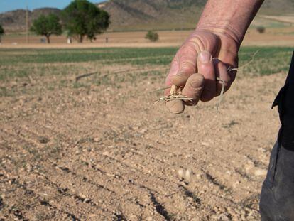 Un agricultor muestra la tierra seca, a 20 de abril de 2023, en Murcia, Región de Murcia (España).