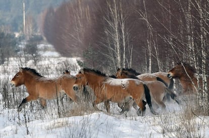 Una manada de caballos de Przewalski, en Chernóbil (Ucrania).