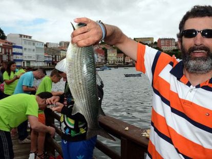 Un pescador exhibe uno de los muxes capturados hoy en Mugardos.