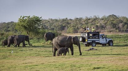 Turistas observando elefantes durante un safari en el parque nacional de Minneriya, en Sri Lanka.