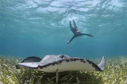 Buceando con rayas de espina en el Shark Ray Alley, en la reserva marina de Hol Chan, en Belice.