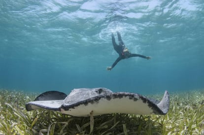 Buceando con rayas de espina en el Shark Ray Alley, en la reserva marina de Hol Chan, en Belice. 